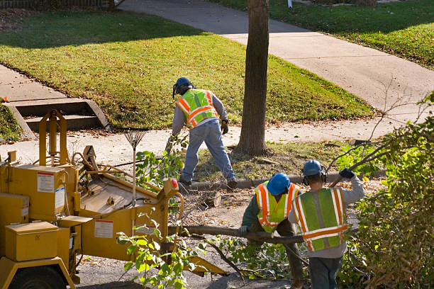 Best Tree Removal Services  in Durant, IA